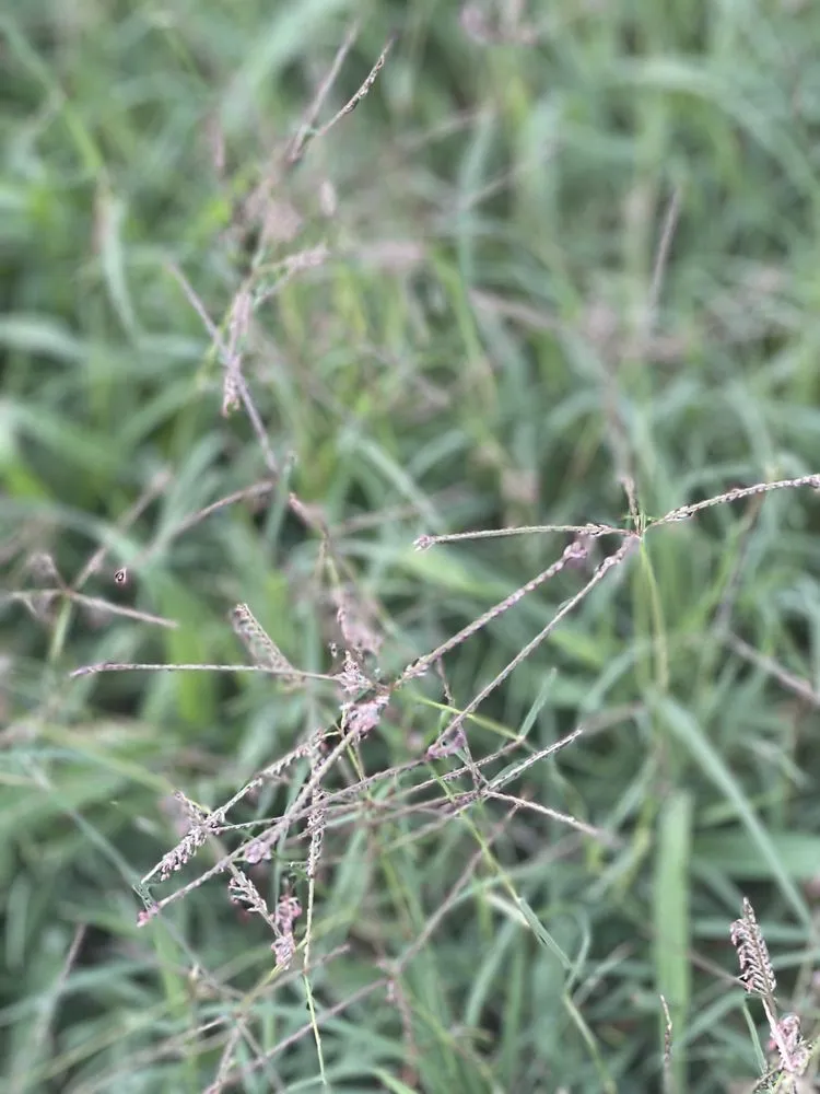 Expert yard maintenance for beautiful yards across Gaithersburg, MD - TruGreen Lawn Care