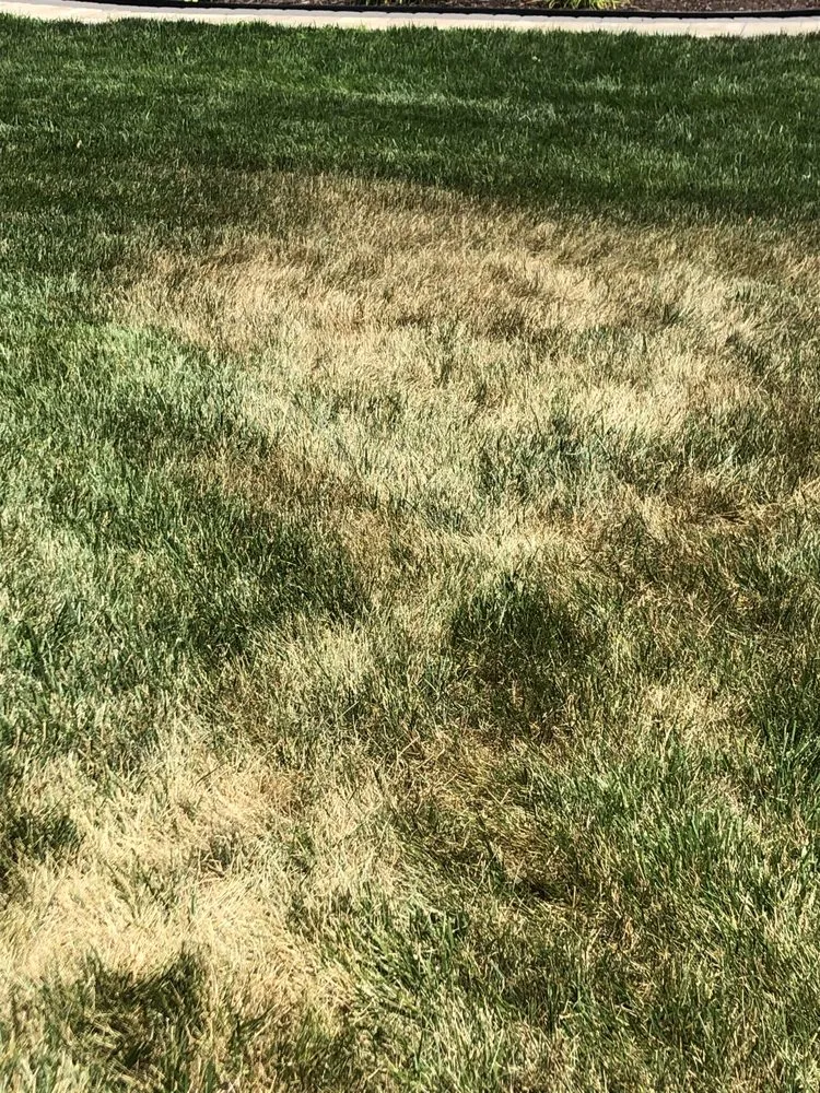 Custom landscape design for homes across Harrington, DE - TruGreen Lawn Care