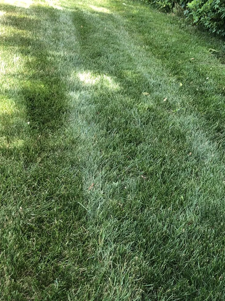 Local lawn mowing service in Harrington, DE - TruGreen Lawn Care