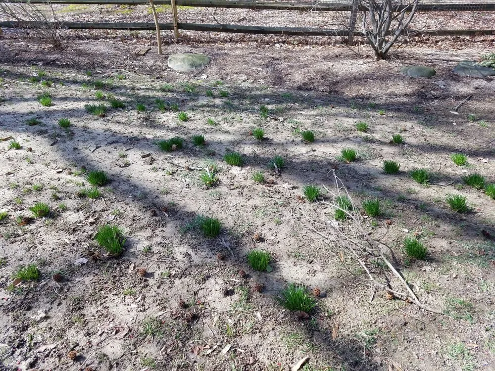 Affordable yard cleanup service in Harrington, DE by TruGreen Lawn Care