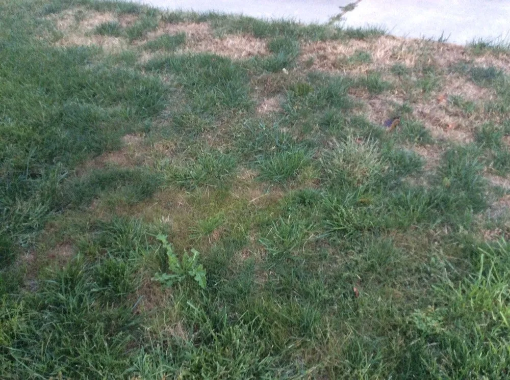 Affordable lawn care service in Harrington, DE - TruGreen Lawn Care