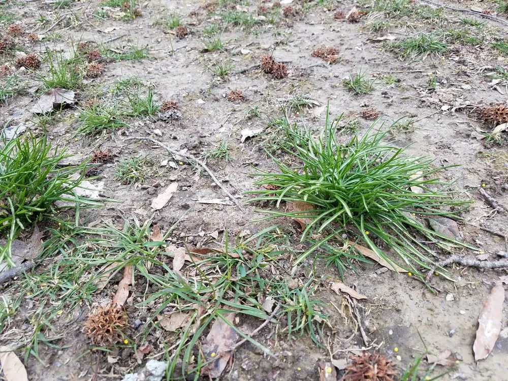 Professional garden landscaping for residential properties in Harrington, DE by TruGreen Lawn Care