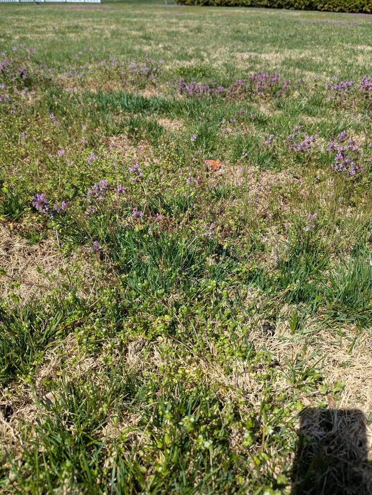 Affordable outdoor landscaping experts serving Harrington, DE - TruGreen Lawn Care