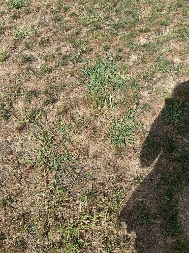 Trusted yard cleanup service in Harrington, DE - TruGreen Lawn Care