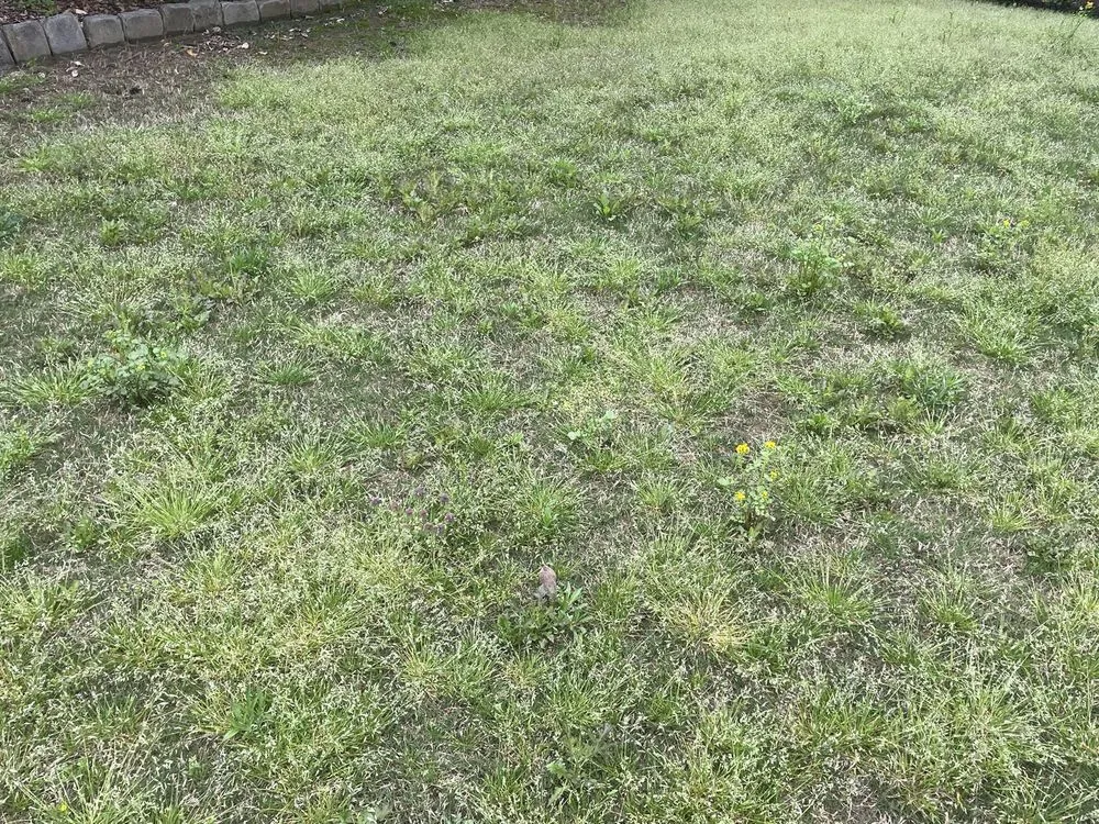 Professional outdoor landscaping near you in Huntsville, AL by TruGreen Lawn Care