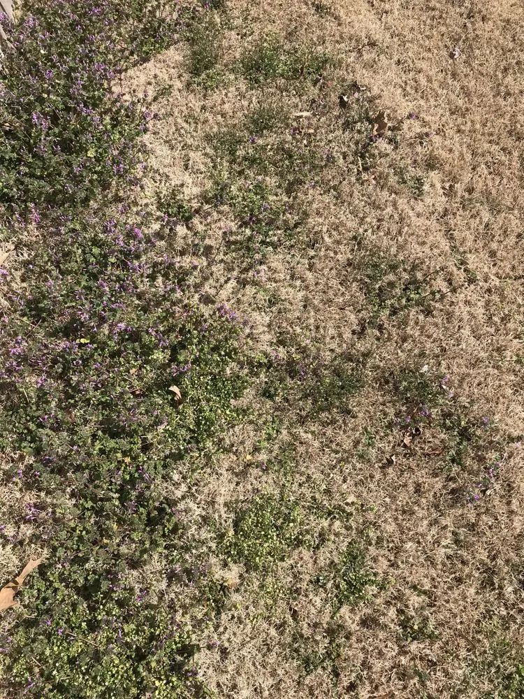 Local landscape design in Huntsville, AL - TruGreen Lawn Care