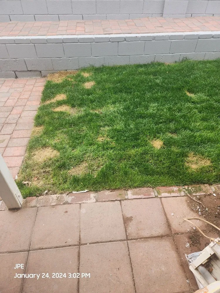 Custom landscape installation in Irwindale, CA by TruGreen Lawn Care