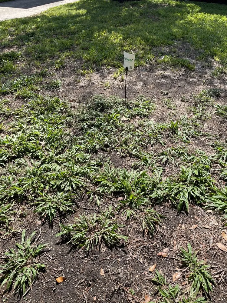 Local landscape design experts serving League City, TX - TruGreen Lawn Care