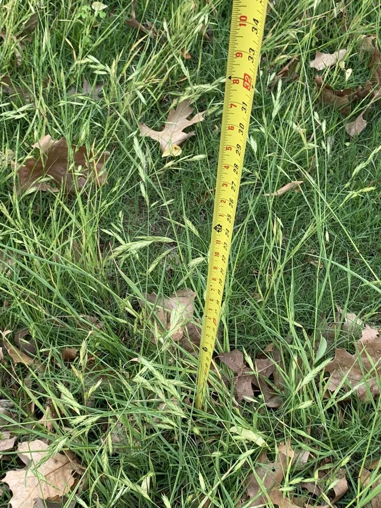 Expert lawn care service experts serving Little Rock, AR - TruGreen Lawn Care