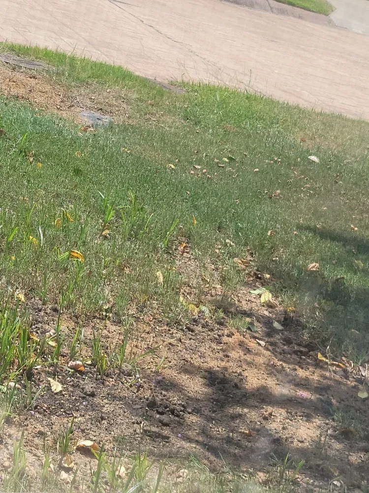 Local lawn mowing service experts serving Little Rock, AR - TruGreen Lawn Care