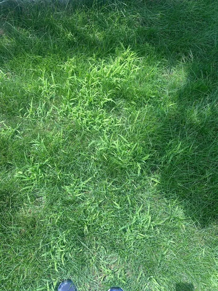 Affordable residential landscaping experts serving Littleton, CO - TruGreen Lawn Care