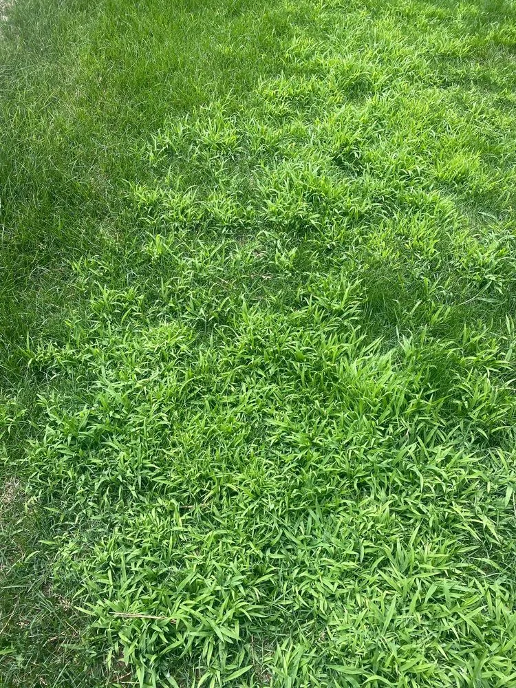 Affordable lawn mowing service in Littleton, CO by TruGreen Lawn Care