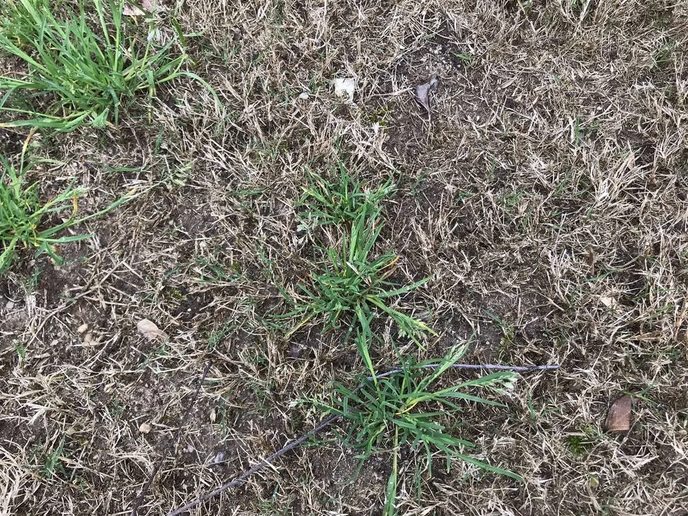 Reliable lawn mowing service in Loganville, GA by TruGreen Lawn Care