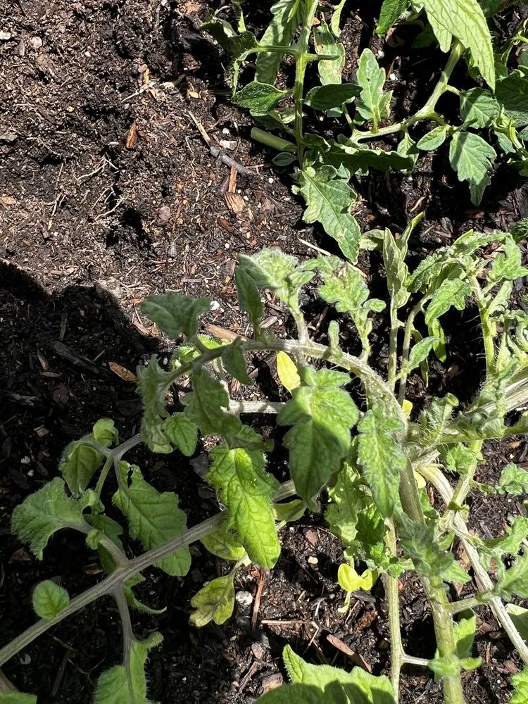 Expert lawn mowing service in Loveland, CO - TruGreen Lawn Care