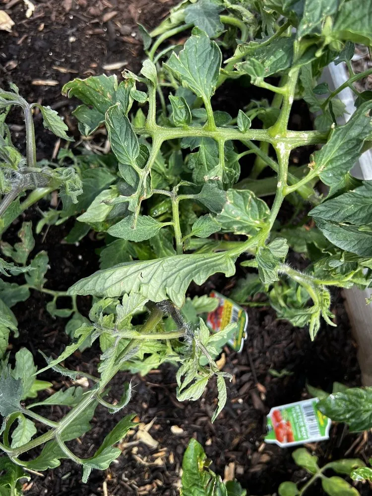 Trusted garden landscaping in Loveland, CO by TruGreen Lawn Care