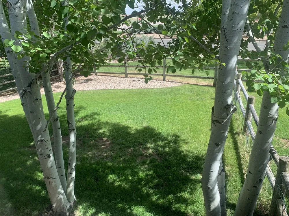 Local lawn care service in Loveland, CO by TruGreen Lawn Care