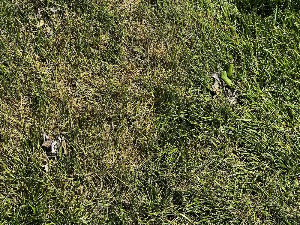 Expert yard cleanup service in Loveland, CO by TruGreen Lawn Care