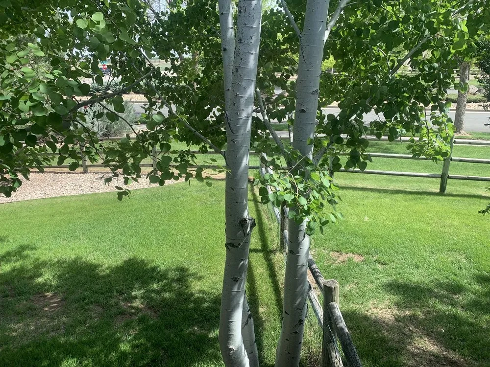 Expert yard maintenance near you in Loveland, CO by TruGreen Lawn Care