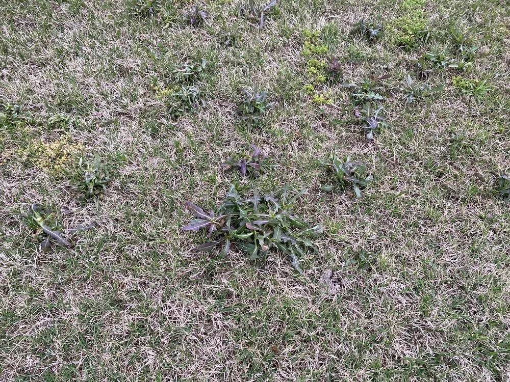 Affordable lawn care service in Lowell, AR by TruGreen Lawn Care