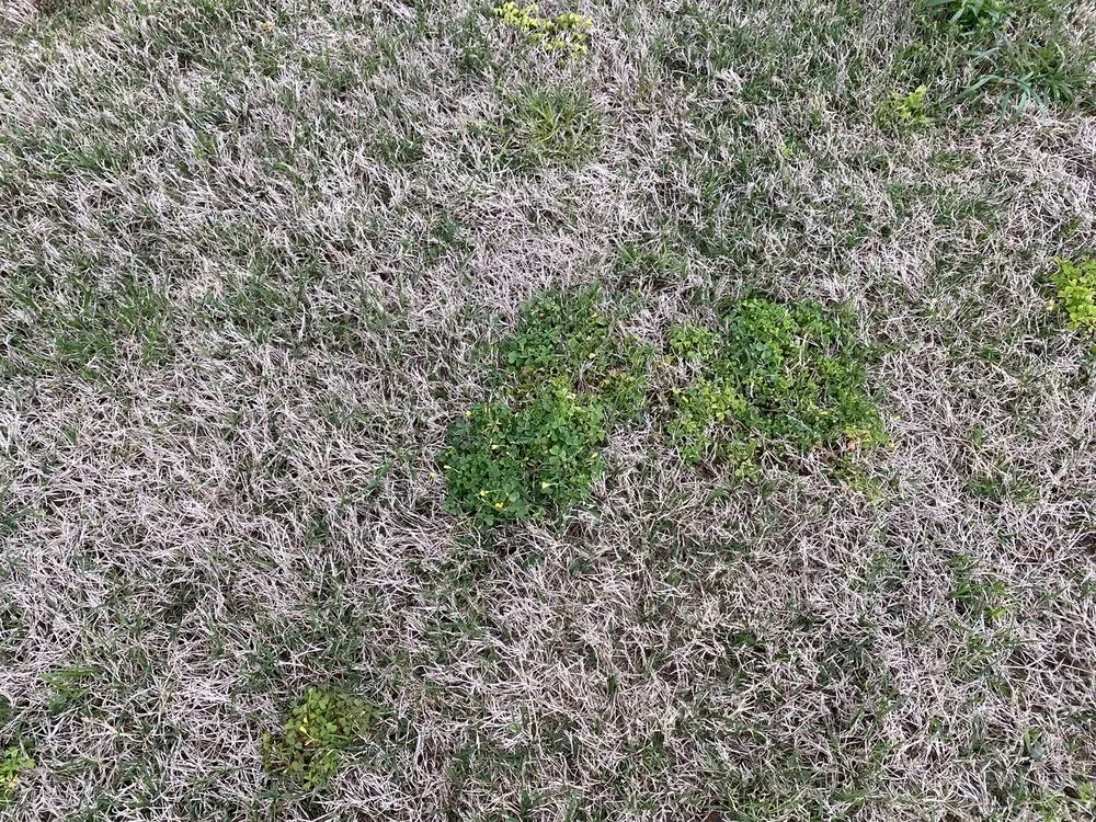 Reliable landscape design in Lowell, AR by TruGreen Lawn Care