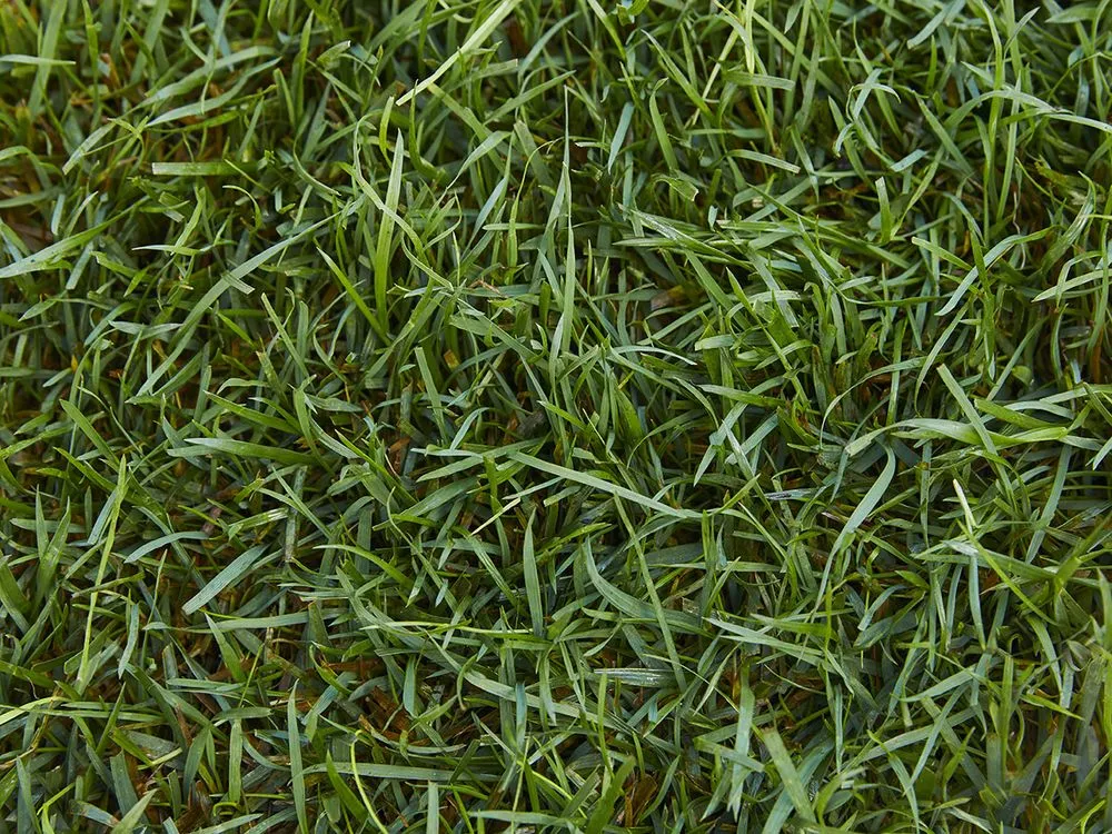 Professional outdoor landscaping experts serving Macomb Township, MI - TruGreen Lawn Care