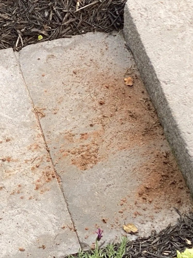 Local lawn care service in Marietta, GA by TruGreen Lawn Care