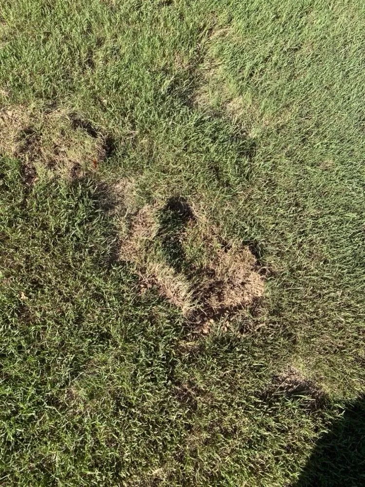 Local yard maintenance in Marietta, GA by TruGreen Lawn Care