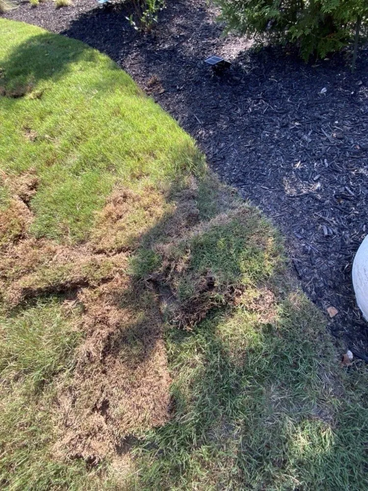 Local yard cleanup service experts serving Marietta, GA - TruGreen Lawn Care