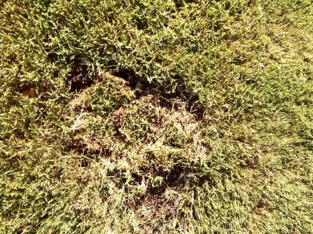 Reliable residential landscaping for year-round maintenance across Marietta, GA - TruGreen Lawn Care