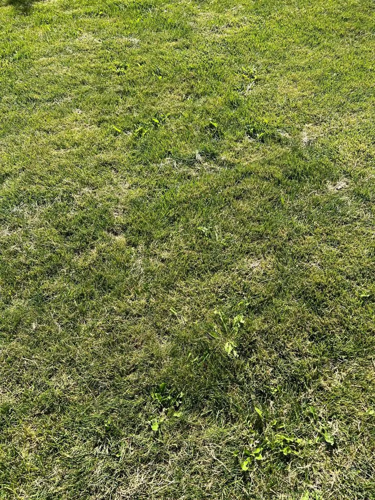 Custom yard maintenance in Meridian, ID - TruGreen Lawn Care