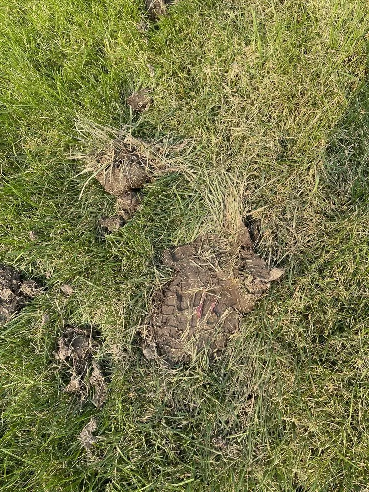 Trusted landscape design in Meridian, ID by TruGreen Lawn Care