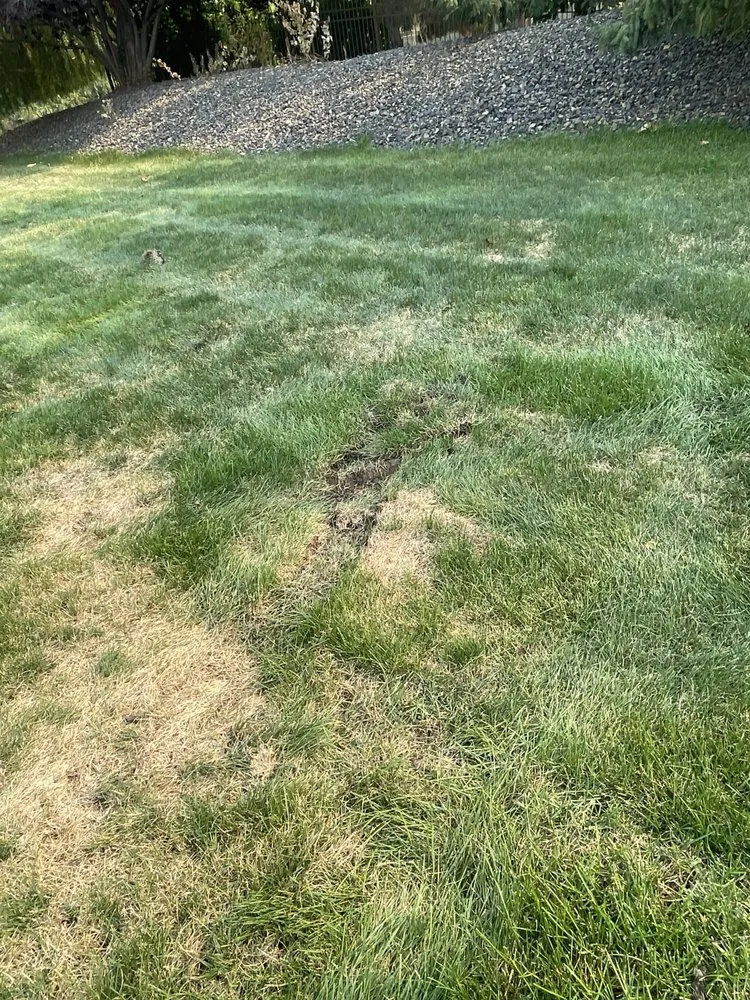 Professional garden landscaping for outdoor upgrades in Meridian, ID by TruGreen Lawn Care