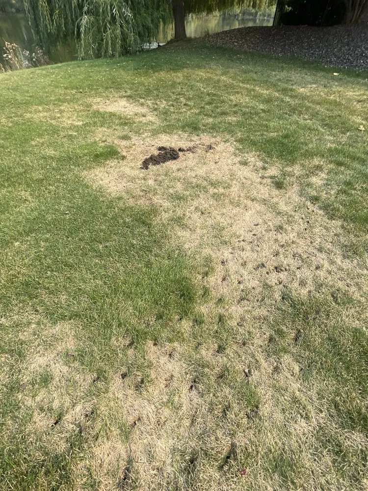 Expert lawn care service for residential properties in Meridian, ID by TruGreen Lawn Care