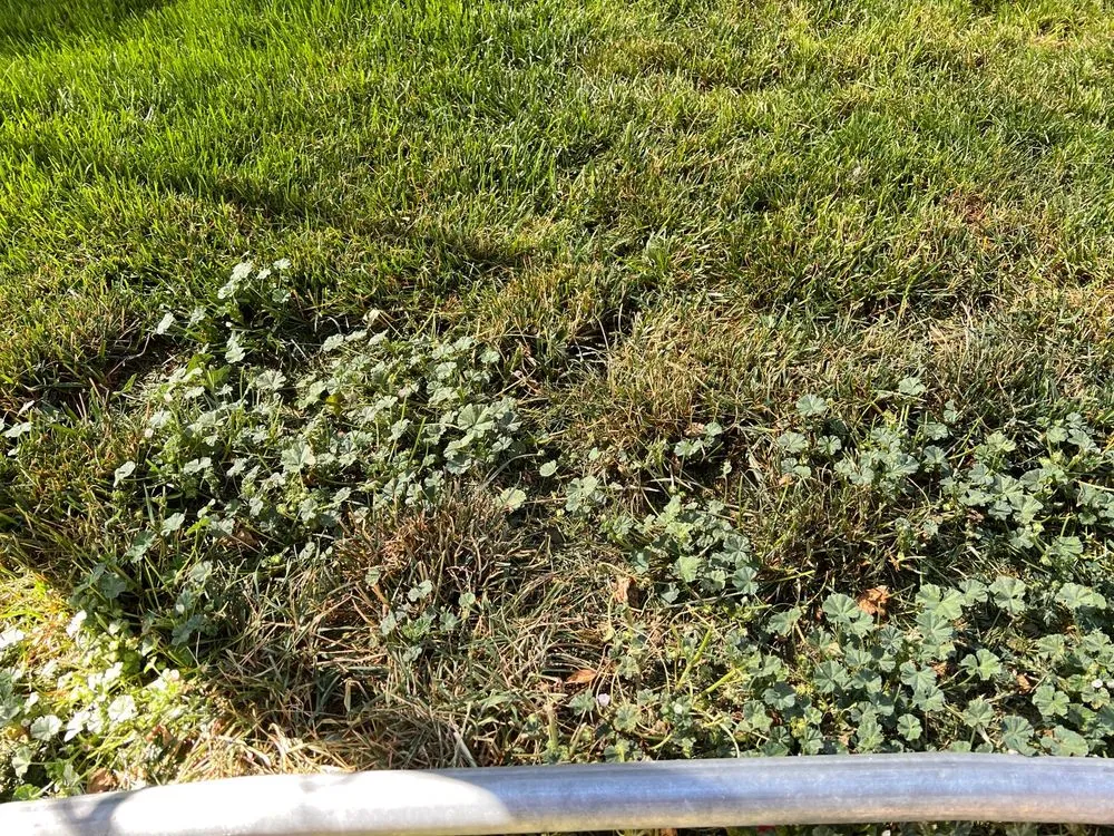 Local lawn care service near you in Meridian, ID by TruGreen Lawn Care