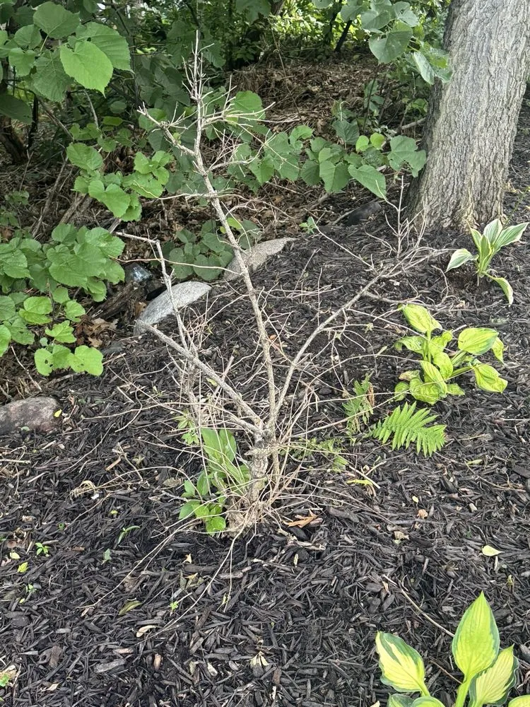 Expert yard maintenance experts serving Minnetonka, MN - TruGreen Lawn Care