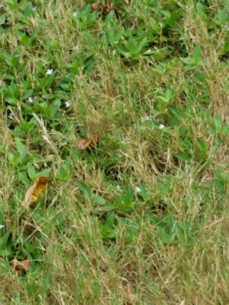 Local garden landscaping with custom design across Montgomery, AL - TruGreen Lawn Care