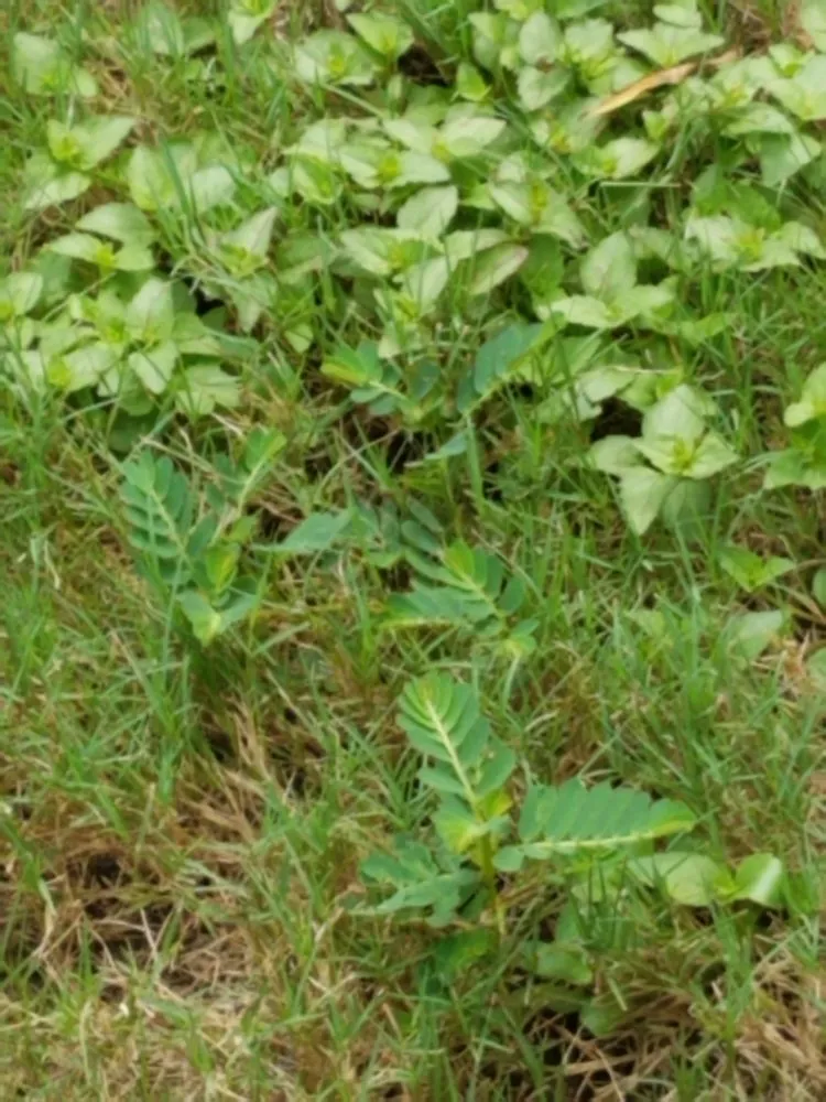 Custom landscape installation experts serving Montgomery, AL - TruGreen Lawn Care