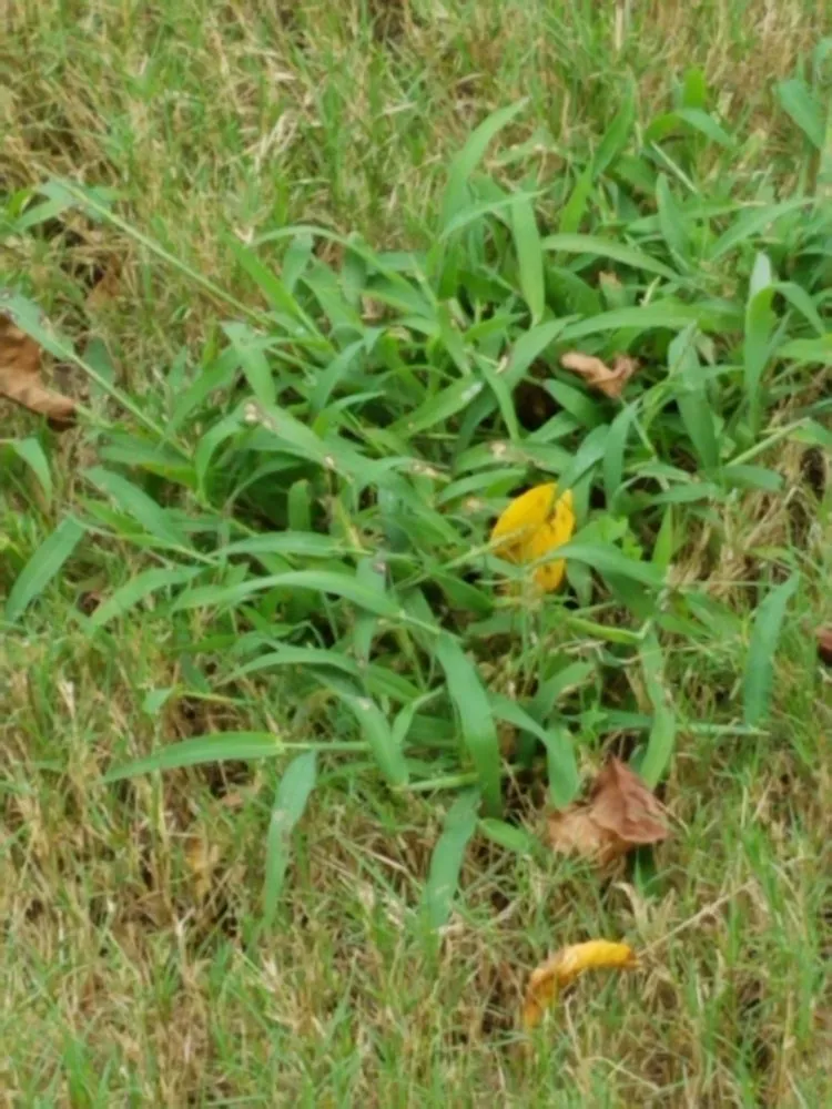 Top-rated residential landscaping in Montgomery, AL - TruGreen Lawn Care