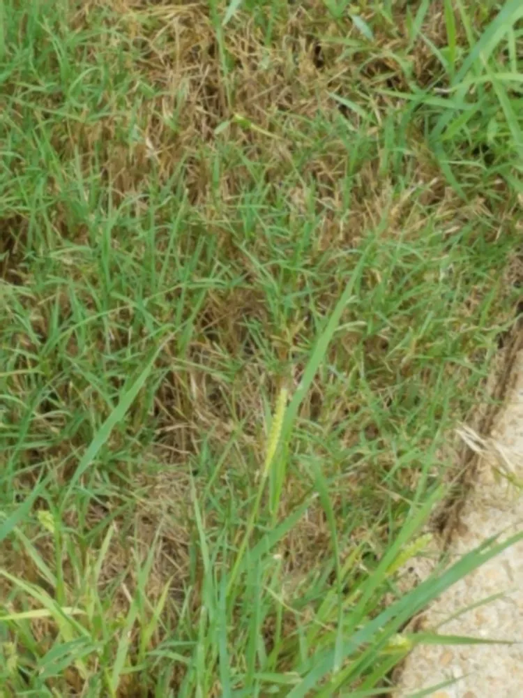 Local landscape installation experts serving Montgomery, AL - TruGreen Lawn Care