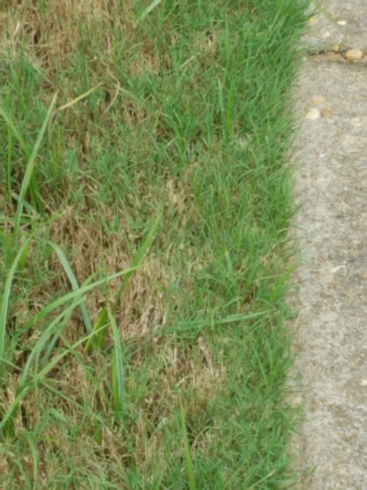 Trusted yard maintenance in Montgomery, AL - TruGreen Lawn Care