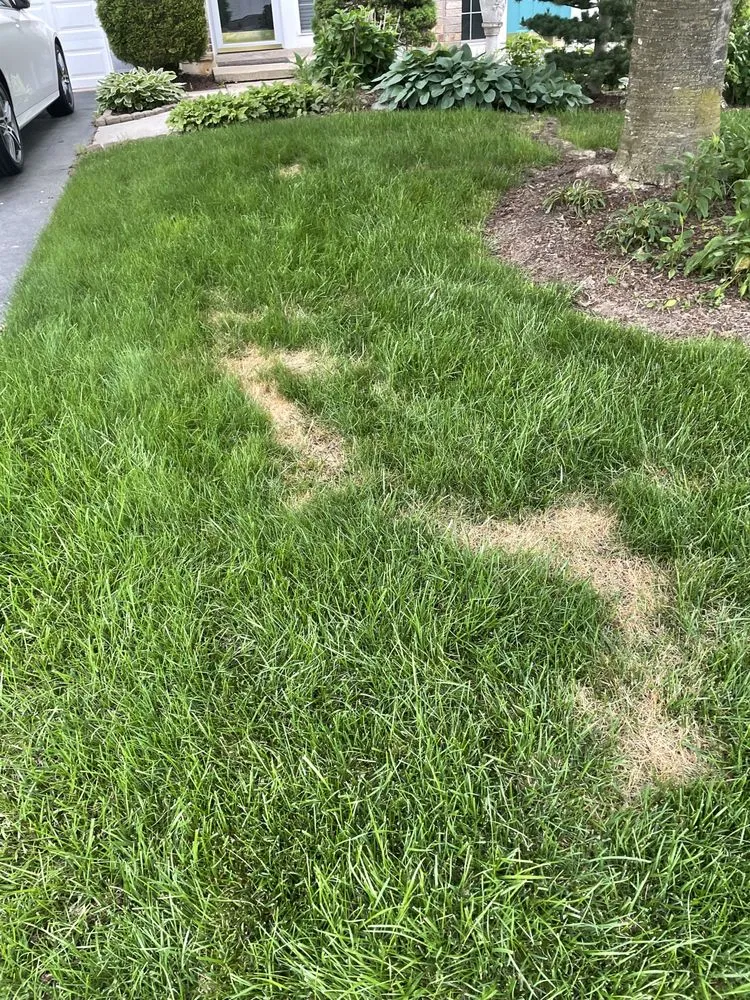 Custom landscaping services with custom design across Newport, DE - TruGreen Lawn Care