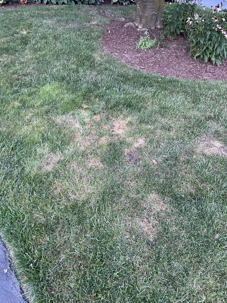 Trusted yard cleanup service for beautiful yards across Newport, DE - TruGreen Lawn Care