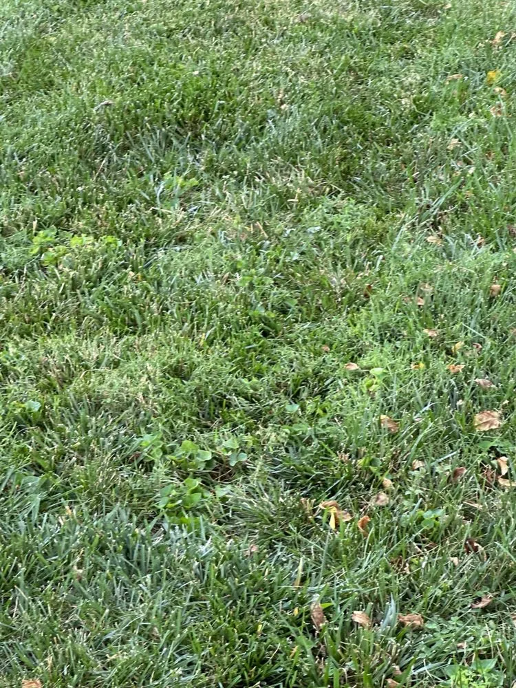 Custom lawn mowing service in Newport, DE by TruGreen Lawn Care