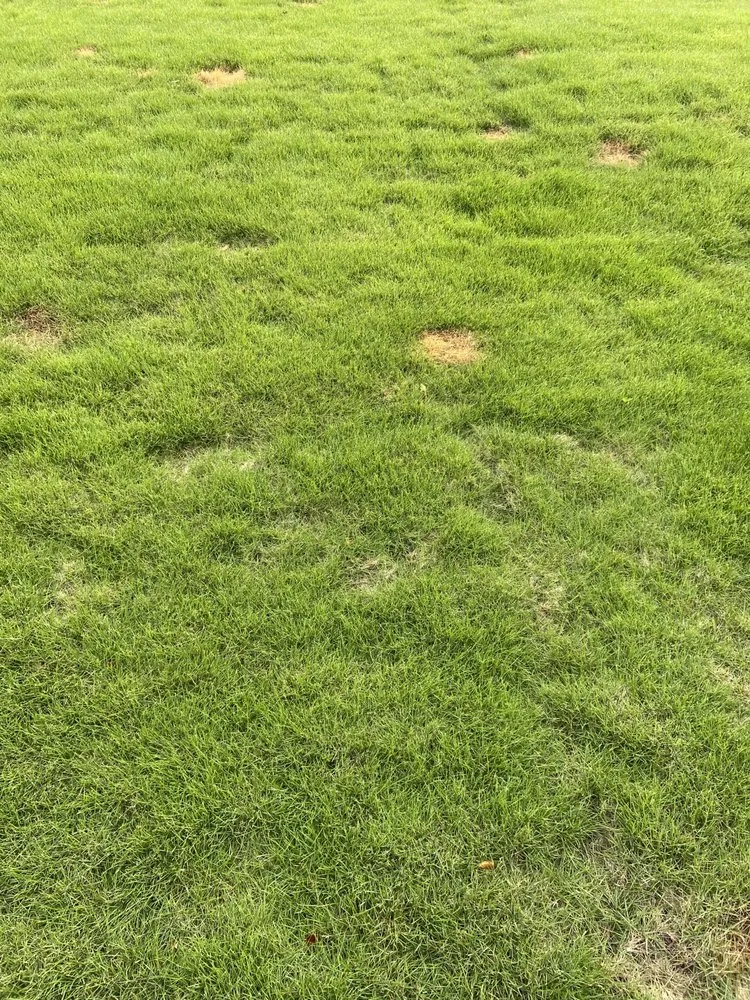 Top-rated yard maintenance experts serving Norcross, GA - TruGreen Lawn Care