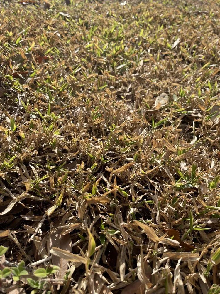 Reliable yard maintenance in Oldsmar, FL by TruGreen Lawn Care