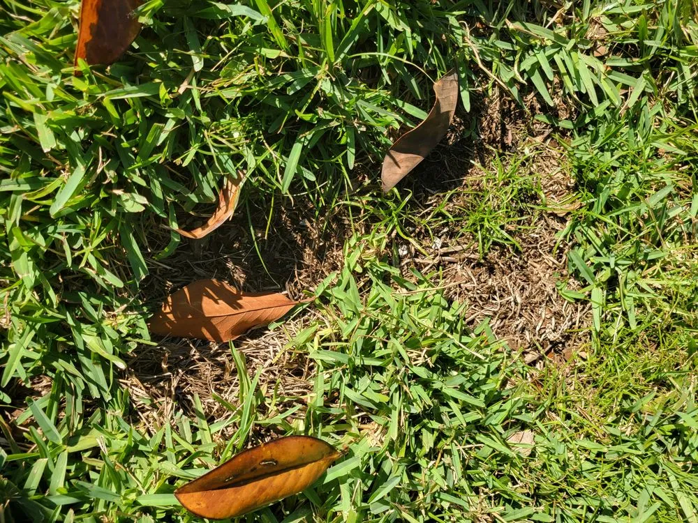 Trusted lawn care service for year-round maintenance in Oldsmar, FL by TruGreen Lawn Care