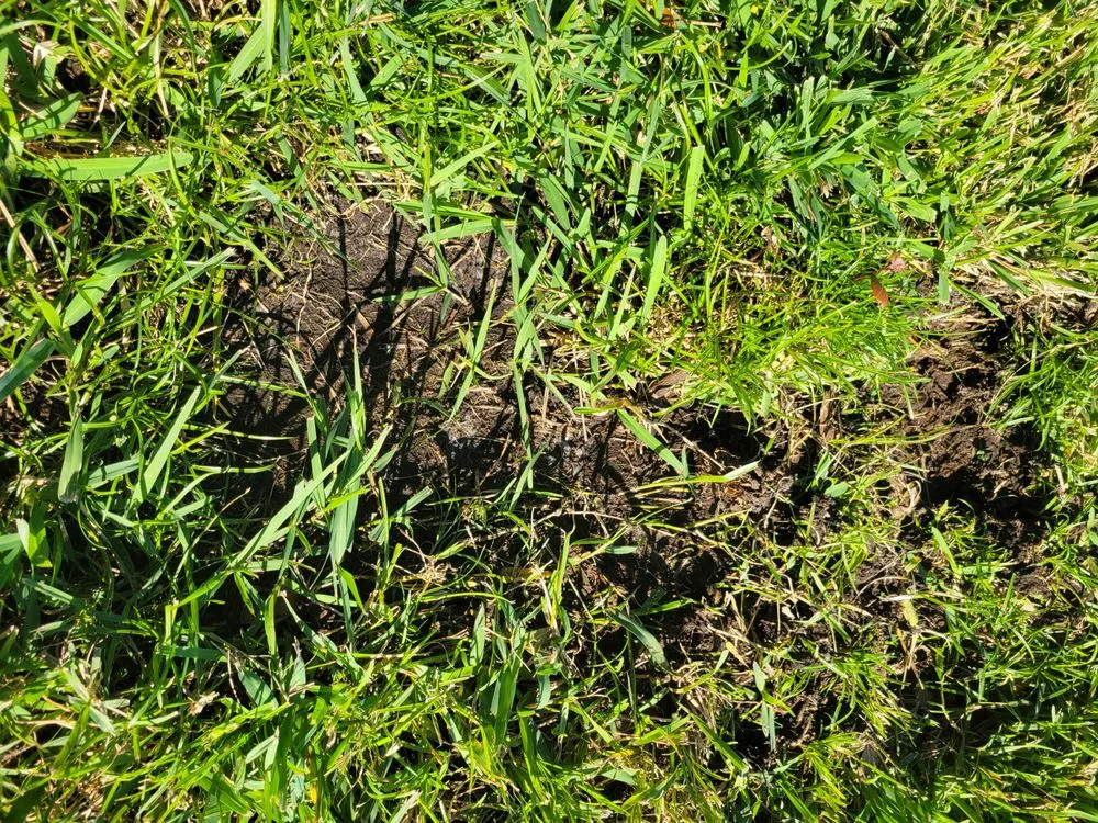 Expert lawn care service for outdoor upgrades across Oldsmar, FL - TruGreen Lawn Care