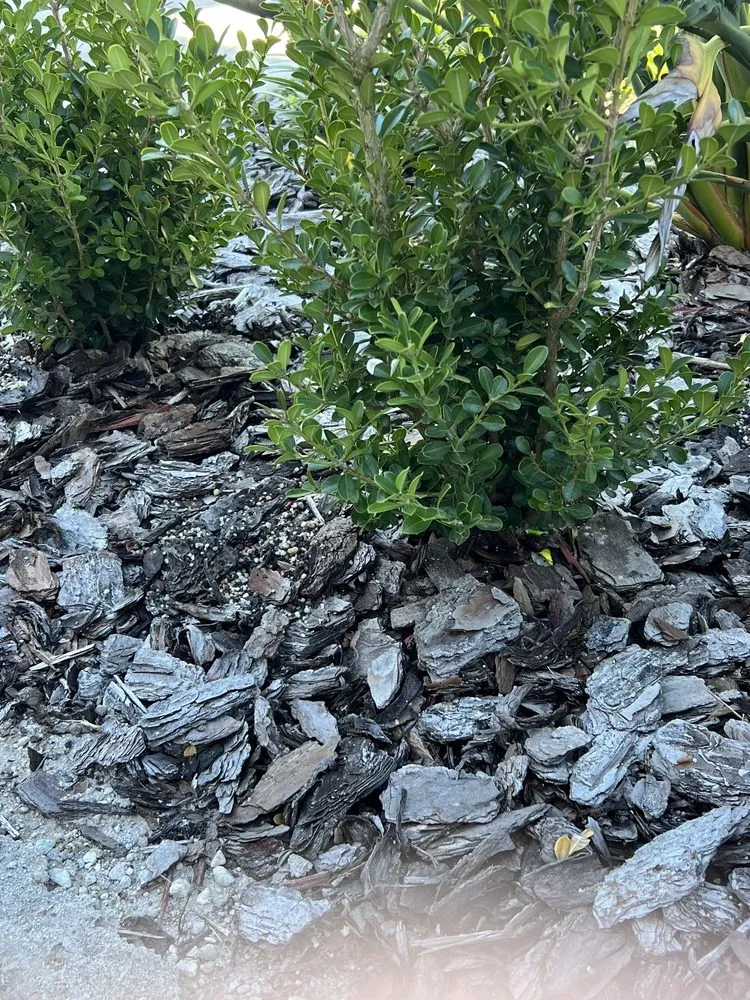 Top-rated lawn mowing service in Oldsmar, FL by TruGreen Lawn Care