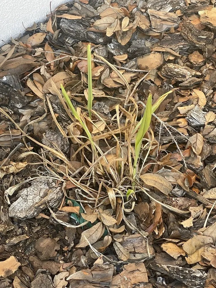 Professional lawn mowing service in Oldsmar, FL by TruGreen Lawn Care