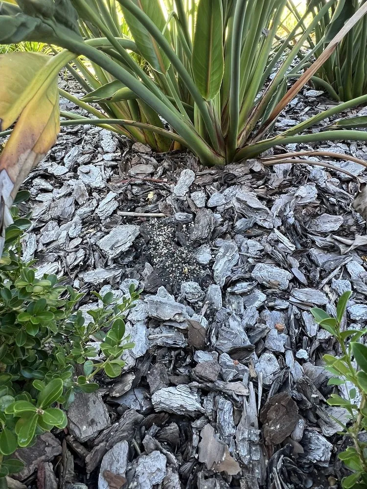 Top-rated yard maintenance in Oldsmar, FL - TruGreen Lawn Care